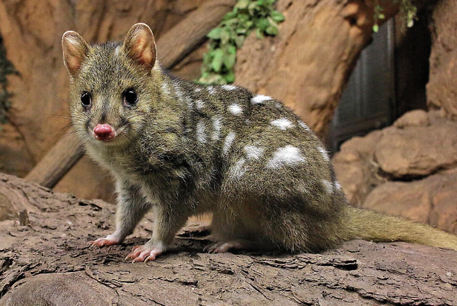 동부주머니고양이로도 불리는 동부 쿼울(사진)은 호주 태즈메이니아에 서식하는 고양이 크기의 육식성 유대류(주머니 동물)로 주머니고양잇과에 속하는 포유류다.