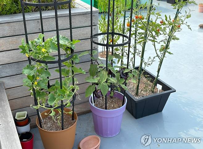 옥상정원 텃밭 (서울=연합뉴스) 최혜정 인턴기자 = 유니버설디자인하우스-장안 옥상에는 텃밭 정원이 꾸려져 있다. 이곳에서 입주자들은 가지, 방울토마토 등의 식물을 키우고 있다. 2025.7.18