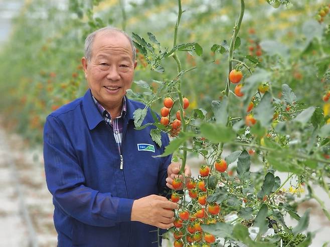 지난 15일 예천군 호명읍 월포리에 조성된 예천농협 스마트농업지원센터에서 이달호 조합장이 방울토마토를 수확하고 있다. <장석원기자 history@yeongnam.com>