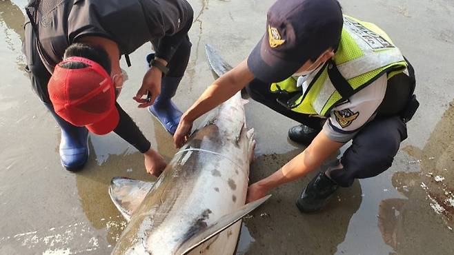 잡힌 상어의 몸둘레를 재는 해양경찰관들. 속초해양경찰서 제공