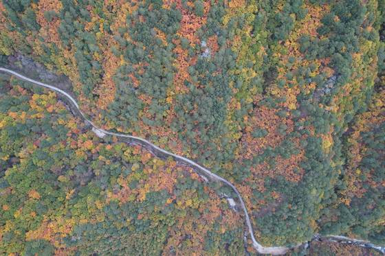 경북 울진군 소광리 소나무숲길. 이 길은 동서트레일 구간에 포함됐다. 사진 산림청
