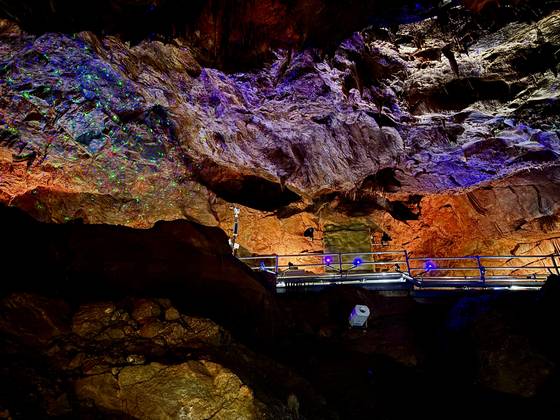 강원도 동해시 천곡동굴은 국내에서 유일하게 도심에 위치한 천연 동굴이다. 황금박쥐(학명 붉은박쥐)가 발견되면서 천곡황금박쥐동굴이란 이름도 붙었다. 주로 여름에 보이는 황금박쥐는 지난 4월에 나타나면서 화제가 되기도 했다. 총 길이 1510m 중 810m를 관람할 수 있다. 기온은 15도 안팎으로, 한여름에도 긴 팔을 입는 게 좋다. 김홍준 기자