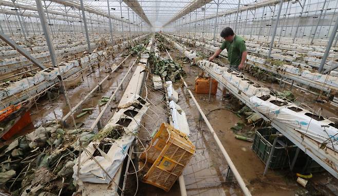 역대급 폭우로 전국 곳곳에서 인명·재산 피해가 속출한 가운데 20일 전남 나주시 동강면 한 오이 비닐하우스에서 농민이 물에 잠긴 하우스를 살펴보고 있다. 지난 17일부터 사흘간 광주·전남에는 400∼600㎜의 극한호우가 쏟아져 주택, 상가, 농경지, 도로 곳곳이 침수됐다. 나주/임문철 기자 35mm@namdonews.com