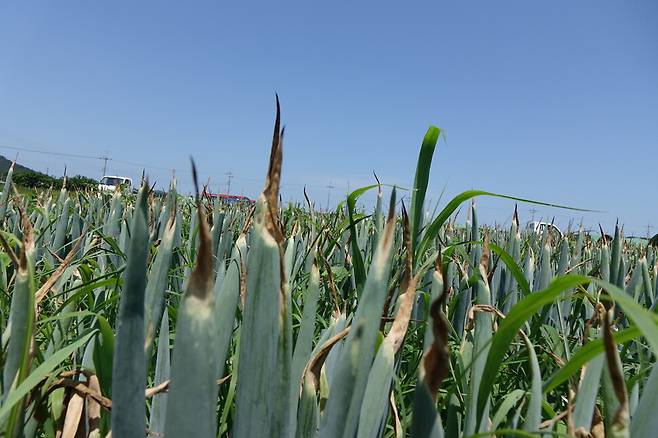 2025년 7월14일 오전 전남 신안군 임자도의 대파밭. 한 달 이상 이어진 무더위 탓에 대파 끝이 누렇게 변했다. 누런 부분을 떼어내고 먹으면 맛에는 차이가 없지만 경매시장에서 높은 등급으로 품질판정을 받을 수 없다. 김양진 기자