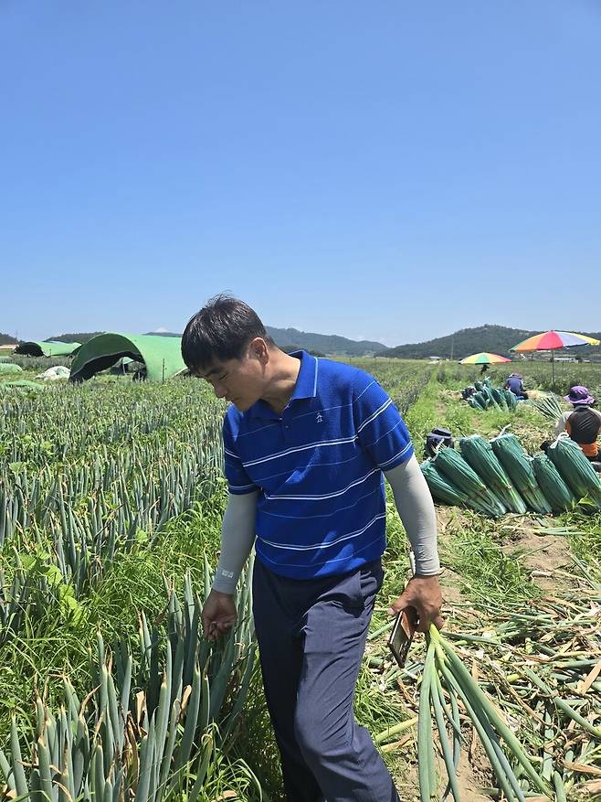 2025년 7월14일 오전 전남 신안군 임자도의 대파밭. 김정원 임자대파연구회 회장이 대파 상태를 살피고 있다. 김양진 기자