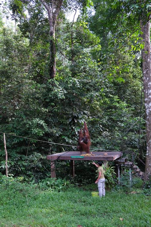 세멩고 야생센터에 사사는 오랑우탄 '에드윈'.