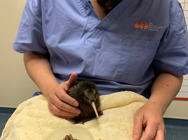 로토루아 ‘더 내셔널 키위 해처리’에서 보호중인 키위새 / 사진=투어리즘 베이 오브 플렌티