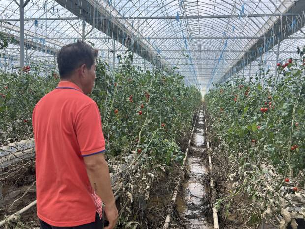 20일 이랑기(왼쪽)씨와 김태완·김단아씨가 나주시 동강면의 하우스에서 수해를 입은 방울 토마토와 감초를 허망하게 바라보고 있다. /서민경 기자 minky@kwangju.co.kr