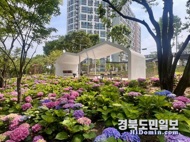 대구 서구 그린웨이 단풍원 내 조성된 수국 테마정원 전경. 다양한 색상의 수국이 도심 속 휴식 공간을 연출하고 있다. 사진=대구 서구청 제공