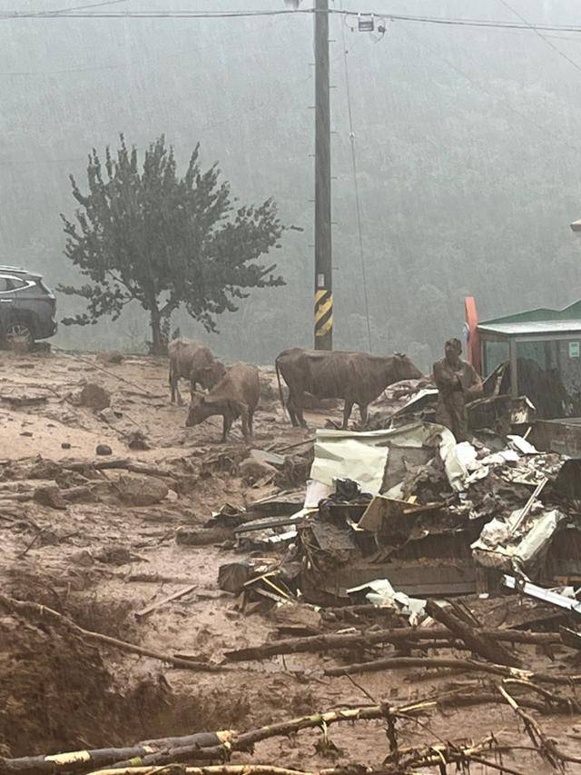 19일 경남 산청군 산청읍 부리마을을 덮친 산사태로 주민과 소들이 온통 진흙을 뒤집어쓰고 있다. 독자 제공