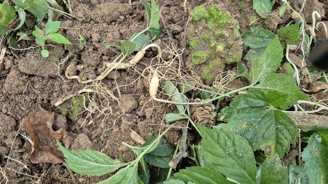 ▲ 횡성군 공근면 임업인 김종광 씨는 최근 자신의 임야 1만5000㎡ 규모의 산양삼 재배지에서 멧돼지 습격으로 큰 피해를 입었다. 사진은 멧돼지가 산양삼 재배지를 파헤치고 먹고 간 흔적.