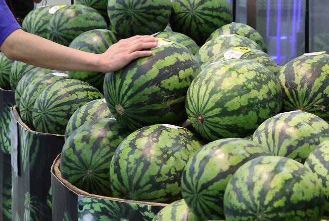 21일 서울 시내 한 대형마트 수박 매대에서 소비자들이 수박을 고르고 있다. 뉴시스
