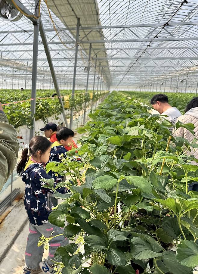 영암군 미암면에서 운영 중인 ‘영암서울농장’에서 딸기 채집을 하고 있는 아이들 모습.