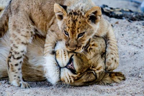 ◇KBS 1TV 동물의 왕국