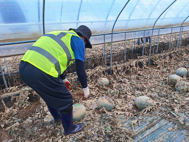 정청래 더불어민주당 대표 후보가 21일 충남 예산군 비닐하우스에서 수해 복구 작업을 하는 모습. /사진=김지은 기자