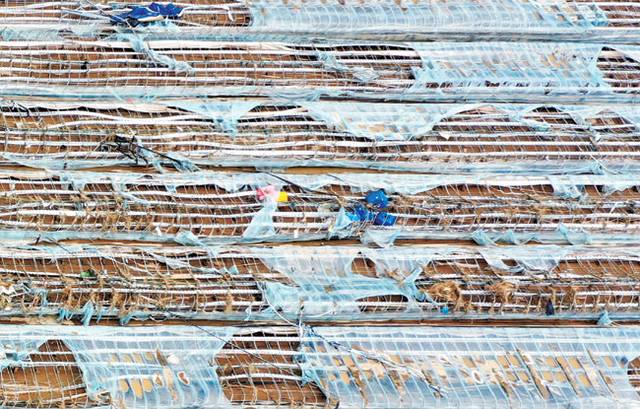 갈기갈기 찢긴 비닐하우스 : 21일 오후 경남 산청군 신안면의 딸기 비닐하우스들이 뼈대를 드러낸 채 너덜너덜해져 있다. 최근 내린 폭우 피해가 얼마나 심한지 적나라하게 보여준다. 박윤슬 기자