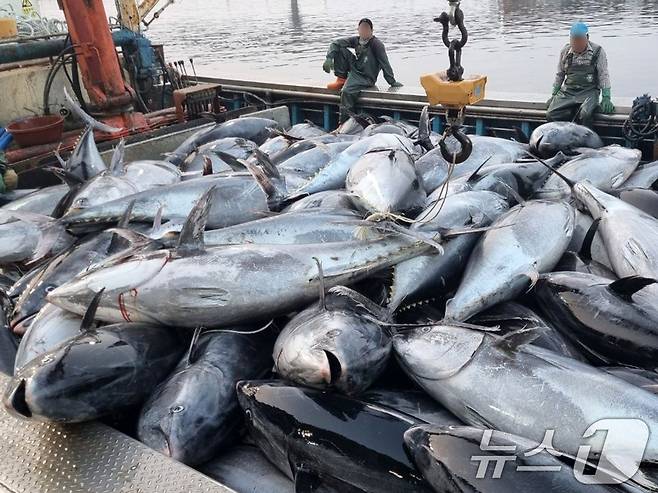 지난 8일 영덕군 강구항에서 어민들이 강구 앞바다에서 잡힌 대형 참치를 위판하기 위해 준비하고 있다. 참치는 연안에서 약 20km 떨어진 곳에 쳐 둔 정치망 그물에 걸렸다. 2025.7.8/뉴스1 ⓒ News1 최창호 기자
