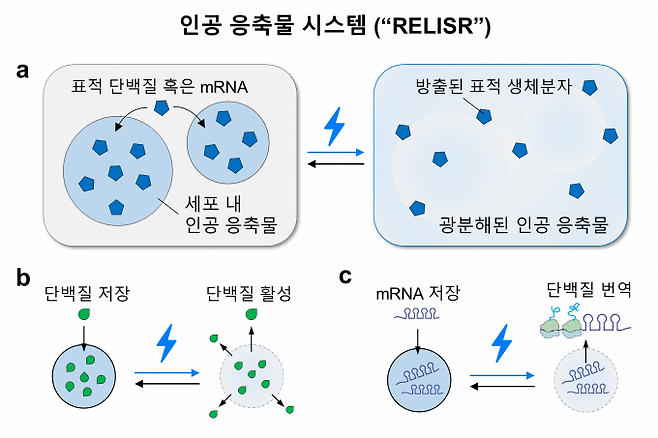 인공 응축물 시스템 릴리저(RELISR) 개요. 청색광을 조사하면 분해되고 빛이 없는 암흑 상태에서 재조립된다. KAIST 제공