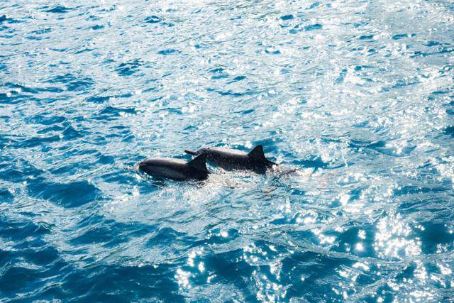 '스피너 돌핀' 두 마리가 윤슬이 가득한 미국 하와이주 오아후 마카하 해변 인근 해역을 나란히 헤엄치고 있다.