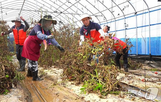 24일 조병옥 충북 음성군수가 비 피해가 발생한 원남면의 한 농가를 찾아 복구 활동을 벌이고 있다.(음성군 제공. 재판매 및 DB금지)/뉴스1