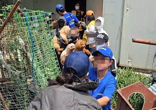 동물보호단체들로 구성된 루시의 친구들이 최근 인천 강화도 번식장에서 개들을 구조하고 있다. 루시의 친구들 제공