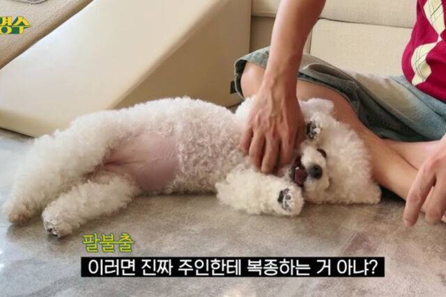 박명수의 반려견 사랑이 눈길을 끌고 있다. / 유튜브 '할명수'
