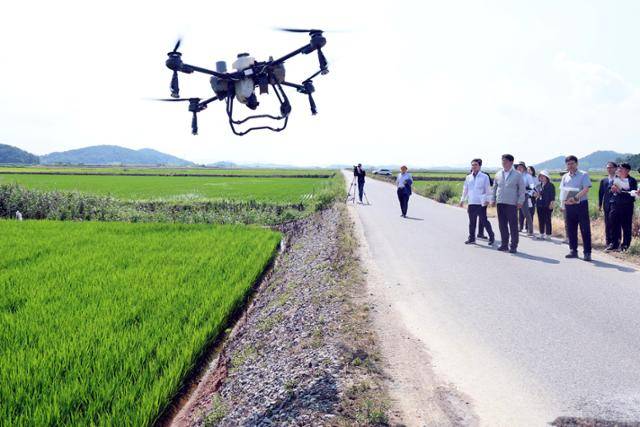 권재한 농촌진흥청장이 7월 15일 전남 해남군 벼 재배단지에서 멸구류 등 벼 해충 예방관찰과 방제 상황을 점검하고 있다. 농진청 제공