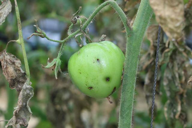 토마토뿔나방 유충으로 인한 과실 피해 모습. 농촌진흥청 제공
