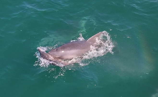 어제(26일) 제주시 구좌읍 종달리에서 죽은 새끼 돌고래를 수면 위로 들어 올리고 있는 어미(촬영=오승목 다큐제주 감독)