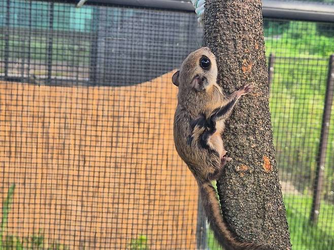 경기도 북부야생동물구조관리센터(이하 구조센터)는 보호중이던 천연기념물이자 멸종위기 야생생물 Ⅱ급인 하늘다람쥐 4마리를 자연으로 복귀시켰다고 28일 밝혔다. 경기도 제공