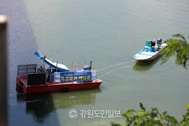 ▲ 연일 최강 폭염이 이어지면서 한강 최상류인 인제군 소양호 일원에 녹조가 발생해 확산 방지에 비상이 걸린 가운데 29일 K-WATER 소양강댐지사 관계자들이 인제대교 인근 소양호에서 녹조제거작업을 벌이고 있다. 이동명 기자