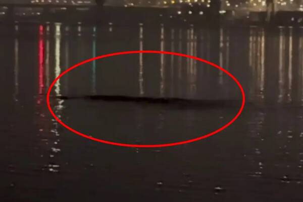 한강에서 길이 10m 괴생명체가 발견됐다. 유튜브 채널 ‘정담 스토리’ 영상 캡처