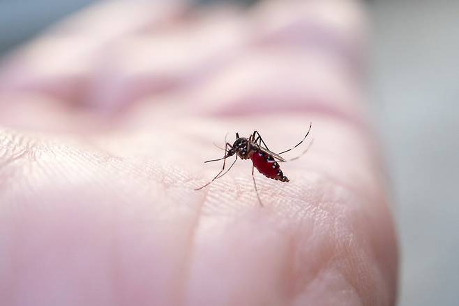 모기. 게티이미지뱅크