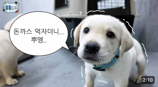관세청 유튜브에 지난달 19일 올라온 ‘킁킁로그’ 1편 ‘탐지견 성장일기 스타트! 첫 외출은 병원?!’ 썸네일. 관세청 유튜브 캡처