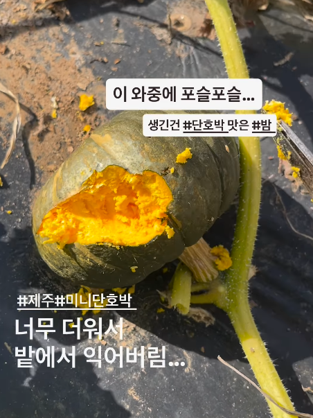 전국적으로 폭염이 계속되는 가운데, 제주에서는 단호박이 밭에서 익어버리는 피해가 발생했다. ‘제주볼레섬농장’ 인스타그램 캡처
