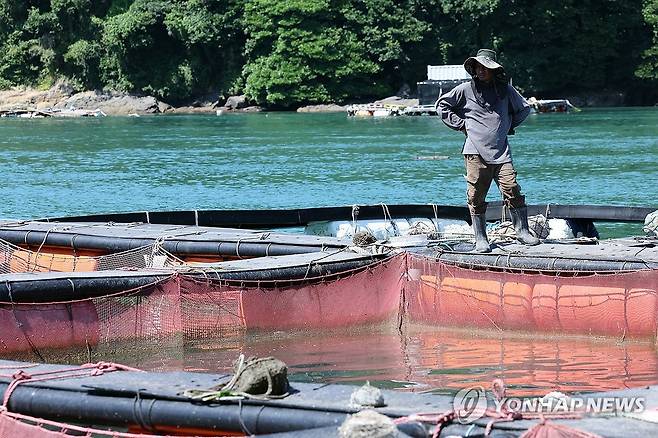 고수온에 양식장엔 근심 가득 (여수=연합뉴스) 김혜인 기자 = 30일 오전 전남 여수 가막만 한 가두리양식장에서 한 작업자가 치어를 둘러보고 있다. 2025.7.30 in@yna.co.kr