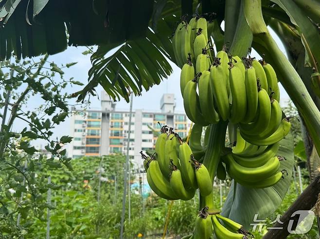 30일 오전 서울 노원구 천수주말농장 텃밭에 바나나가 주렁주렁 매달려 있다.2025.07.30/뉴스1 ⓒ 뉴스1 권준언 기자