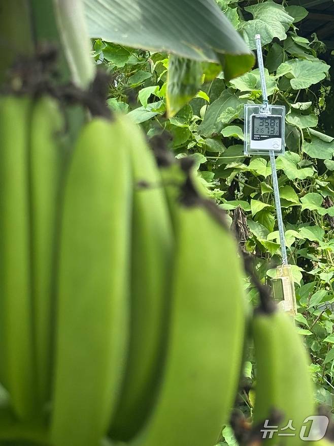 30일 오전 서울 노원구 천수주말농장 텃밭의 바나나 뒤편으로 보이는 온·습도계. 이날 서울 낮 최고기온 섭씨 36도였다.2025.07.30/뉴스1 ⓒ 뉴스1 권준언 기자