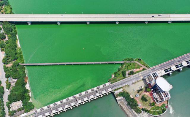 연일 강한 폭염이 지속되고 있는 31일 경기 평택시 현덕면 평택호 하류에 녹조 현상이 나타나고 있다. 뉴스1