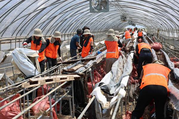 체육 공단 봉사단원들이 딸기재배 비닐하우스에서 수해 피해복구를 위해 일손을 돕고 있다. 사진 | 체육공단