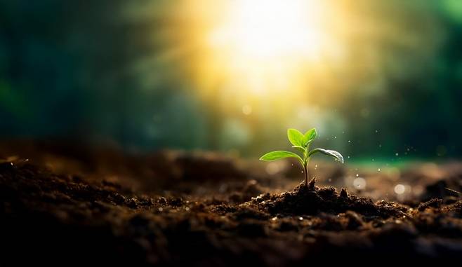 나뭇잎. 게티이미지뱅크 제공