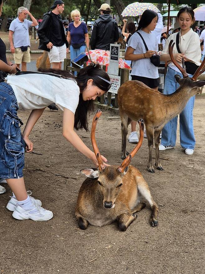 나라공원을 찾은 관광객이 사슴과 교감하고 있다.