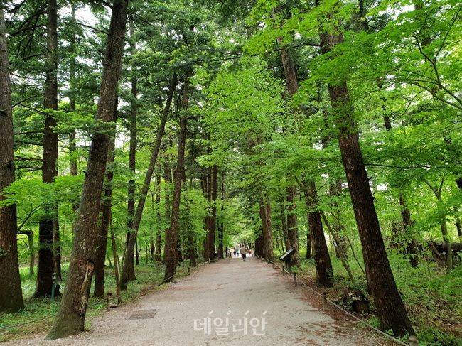 변산반도 내소사 전나무싶길 모습. ⓒ국립공원공단