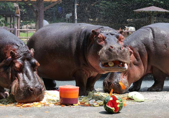 1일 경기 과천시 서울대공원 동물원에서 하마가 폭염을 맞아 사육사들이 준비한 여름 특식을 먹고 있다. 연합뉴스