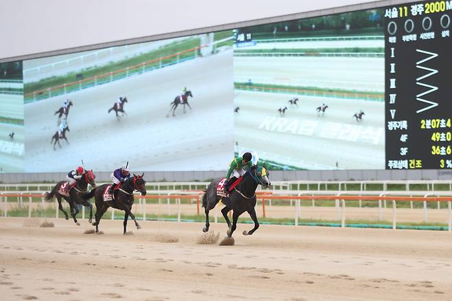 ◇석세스백파. 사진제공=한국마사회