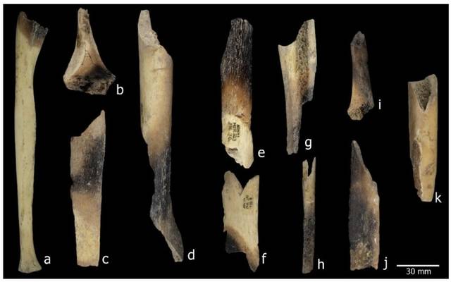 불에 굽거나 조리하면서 생긴 것으로 보이는 뼈의 색 변화, Scientific Reports, Gerard Campeny et al.제공