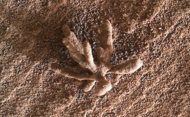 큐리오시티가 화성 표면에서 촬영한 선인장처럼 생긴 암석. NASA/JPL-Caltech/MSSS