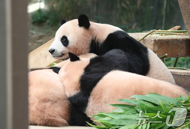 국내 최초 쌍둥이로 태어난 판다 자매 루이바오, 후이바오가 엄마와 함께 있는 모습이 일반에 마지막으로 공개된 12일 경기 용인시 처인구 에버랜드 판다월드에서 엄마 아이바오가 루이바오·후이바오와 함께 시간을 보내고 있다. 2025.8.12/뉴스1 ⓒ News1 김영운 기자
