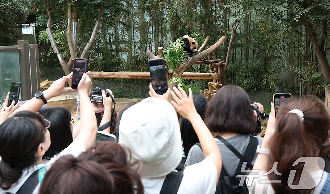국내 최초 쌍둥이로 태어난 판다 자매 루이바오, 후이바오가 엄마와 함께 있는 모습이 일반에 마지막으로 공개된 12일 경기 용인시 처인구 에버랜드 판다월드에서 관람객들이 판다 가족을 보고 있다. 2025.8.12/뉴스1 ⓒ News1 김영운 기자