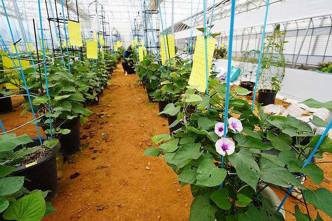 해남 고구마 육종 시범포.